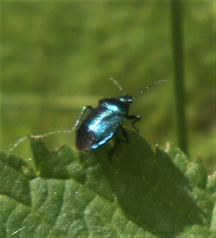Zicrona caerulea (Linnaeus, 1758)