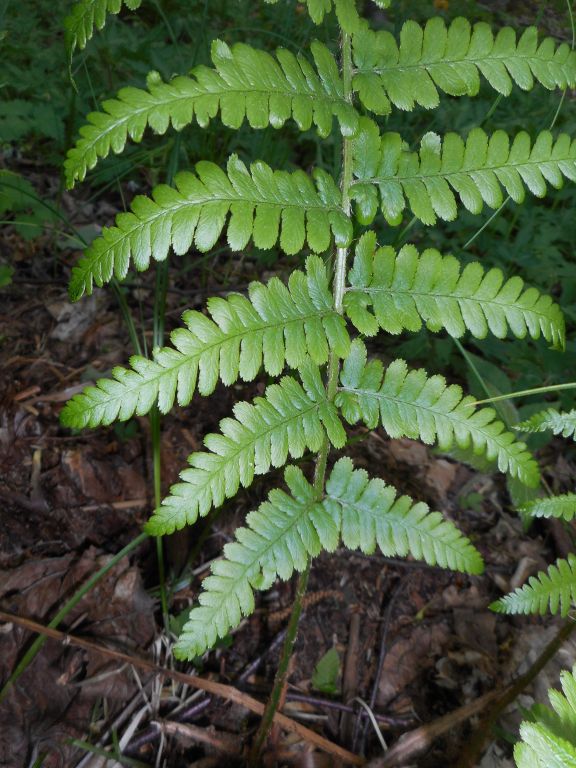Dryopteris filix-mas (L.) Schott