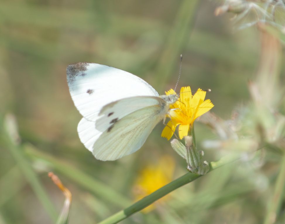 Pieris napi (Linnaeus, 1758)