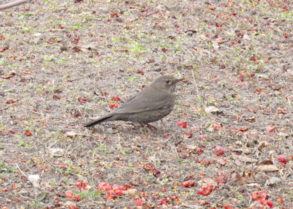 Turdus merula Linnaeus, 1758