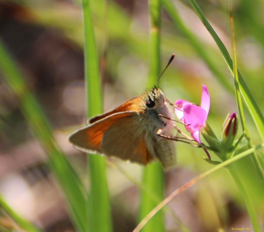 Thymelicus sylvestris (Poda von Neuhaus, 1761)