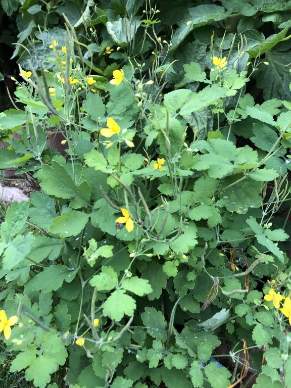 Chelidonium majus L.