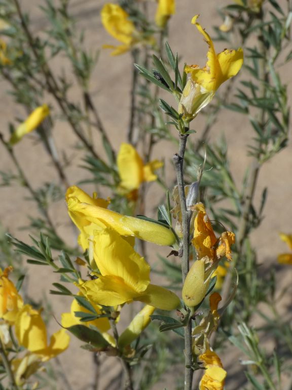 Chamaecytisus borysthenicus (Gruner) Klásk.