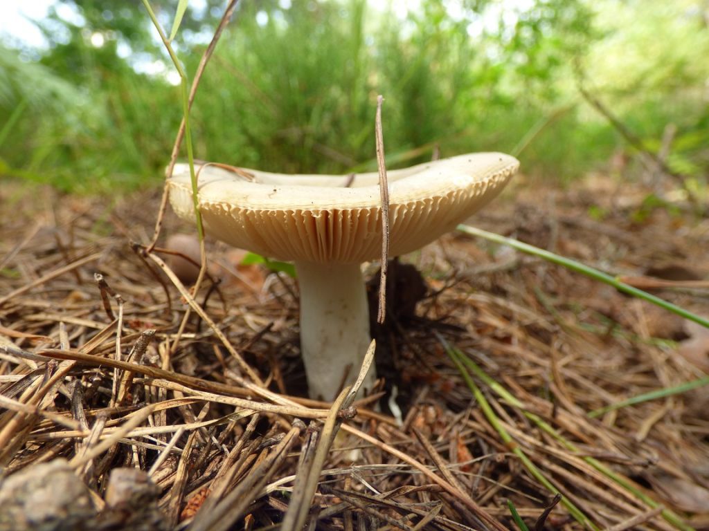 Russula
