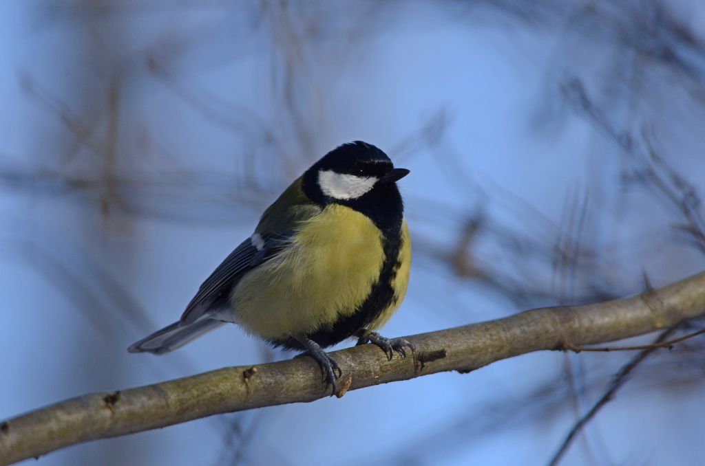 Parus major Linnaeus, 1758