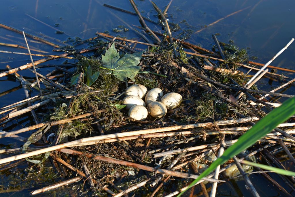 Podiceps cristatus (Linnaeus, 1758)