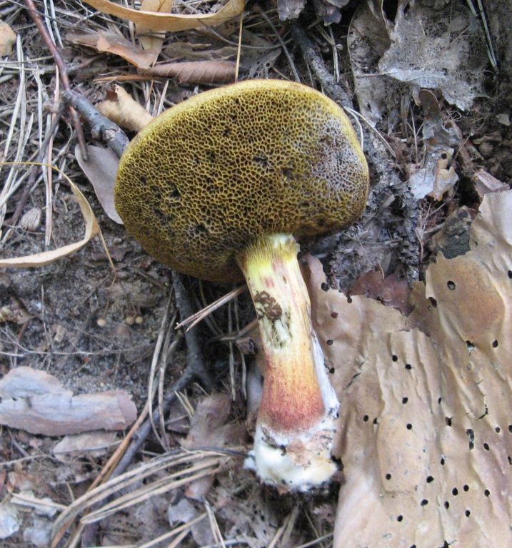 Xerocomellus chrysenteron (Bull.) Šutara
