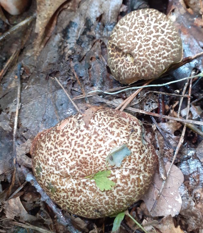 Xerocomellus chrysenteron (Bull.) Šutara