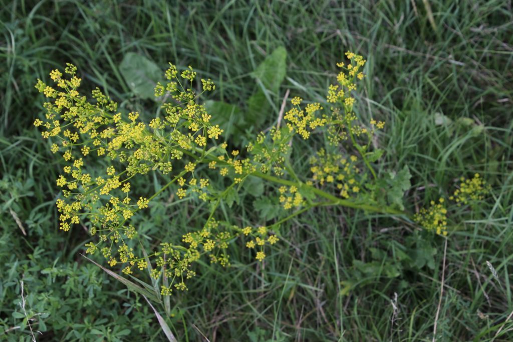 Pastinaca sativa L.