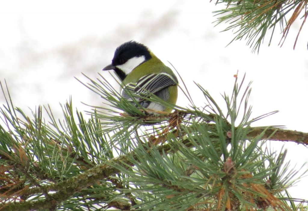 Parus major Linnaeus, 1758