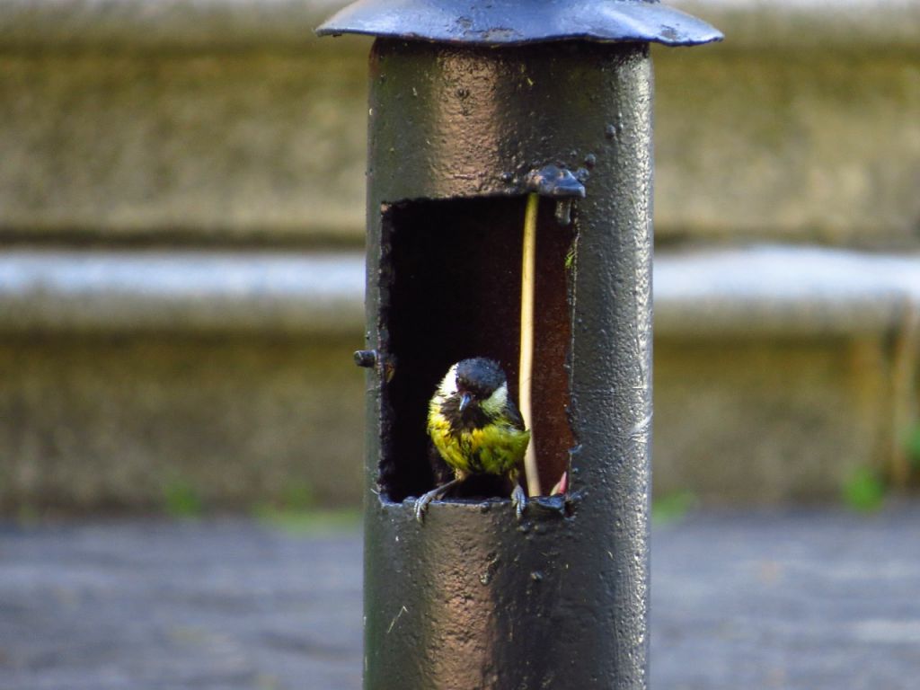 Parus major Linnaeus, 1758