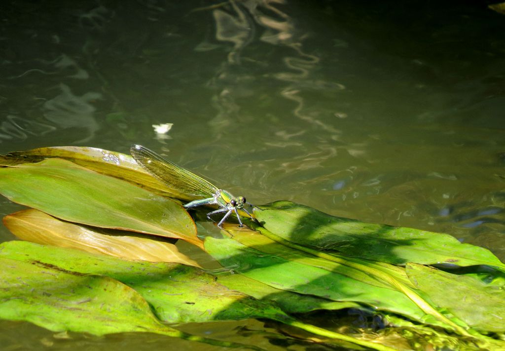 Calopteryx splendens (Harris, 1782)