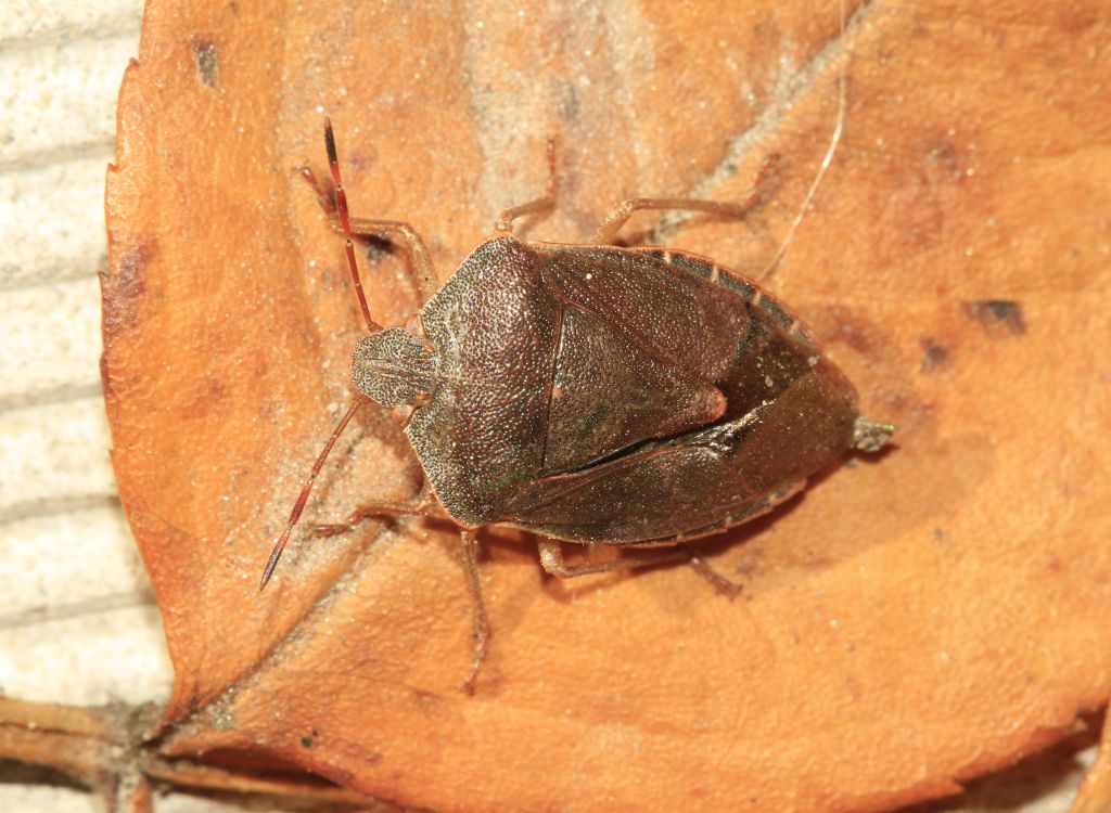 Palomena prasina (Linnaeus, 1761)