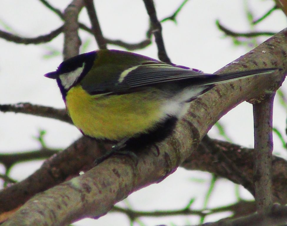 Parus major Linnaeus, 1758