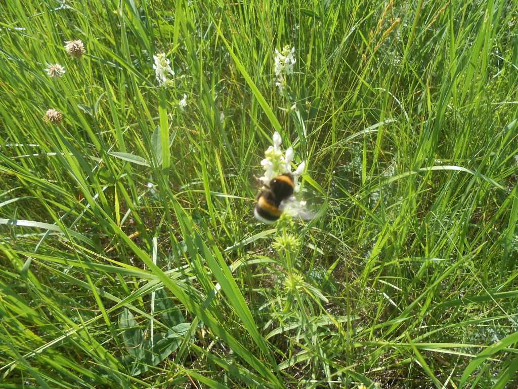 Bombus lucorum (Linnaeus, 1761)