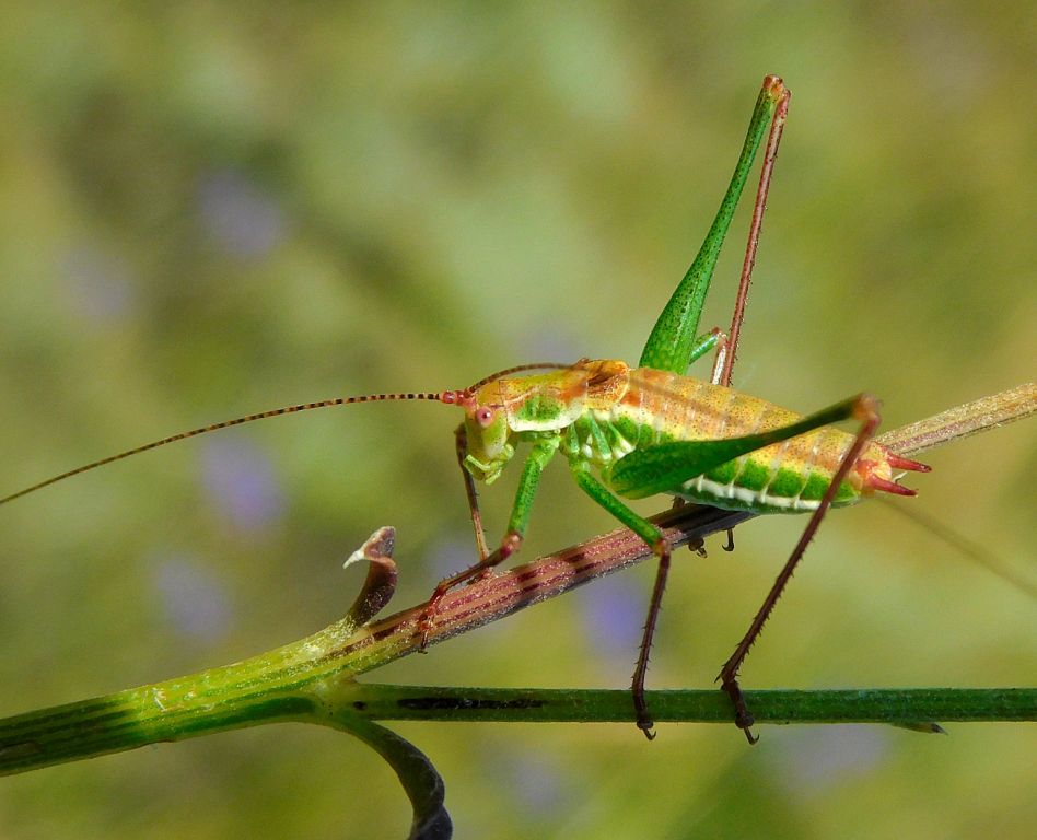 Leptophyes albovittata (Kollar, 1833)