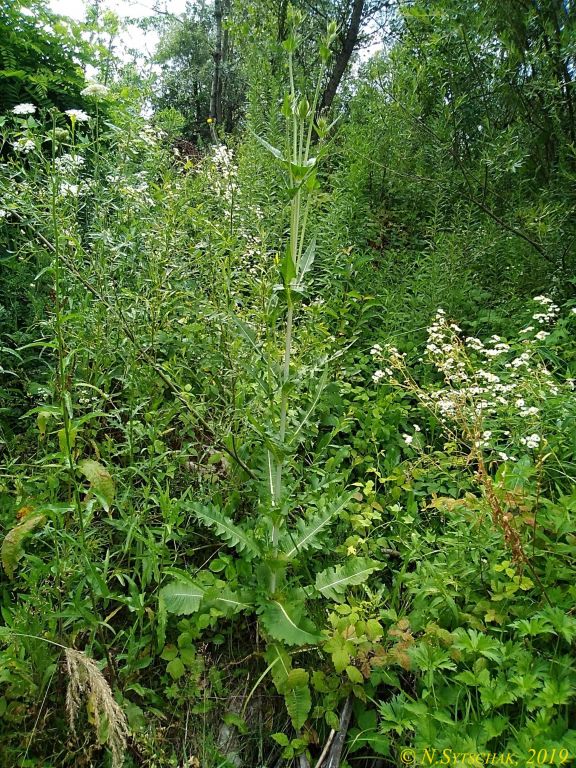 Dipsacus laciniatus L.