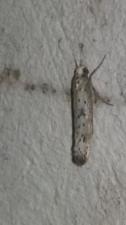 Yponomeuta plumbella (Denis & Schiffermüller, 1775)