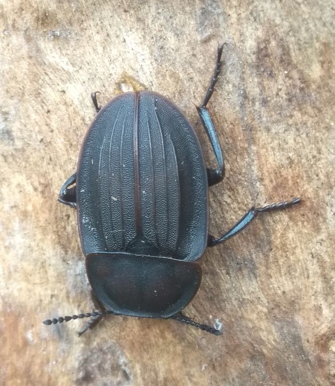 Silpha carinata Herbst, 1783