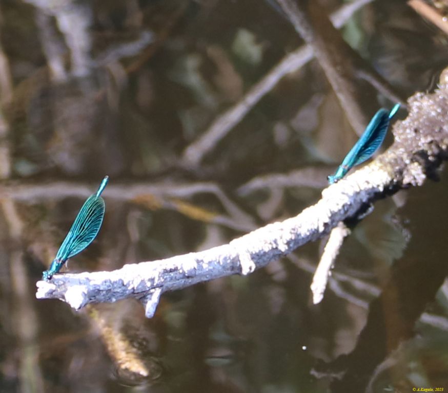Calopteryx splendens (Harris, 1782)