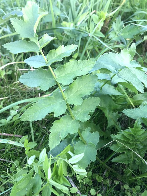 Pastinaca sativa L.