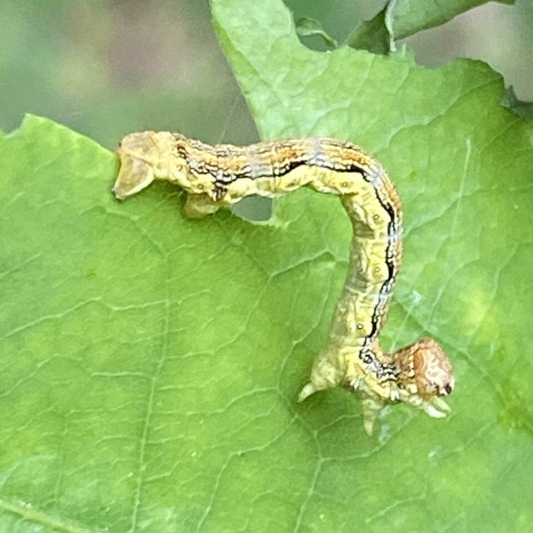 Erannis defoliaria (Clerck, 1759)