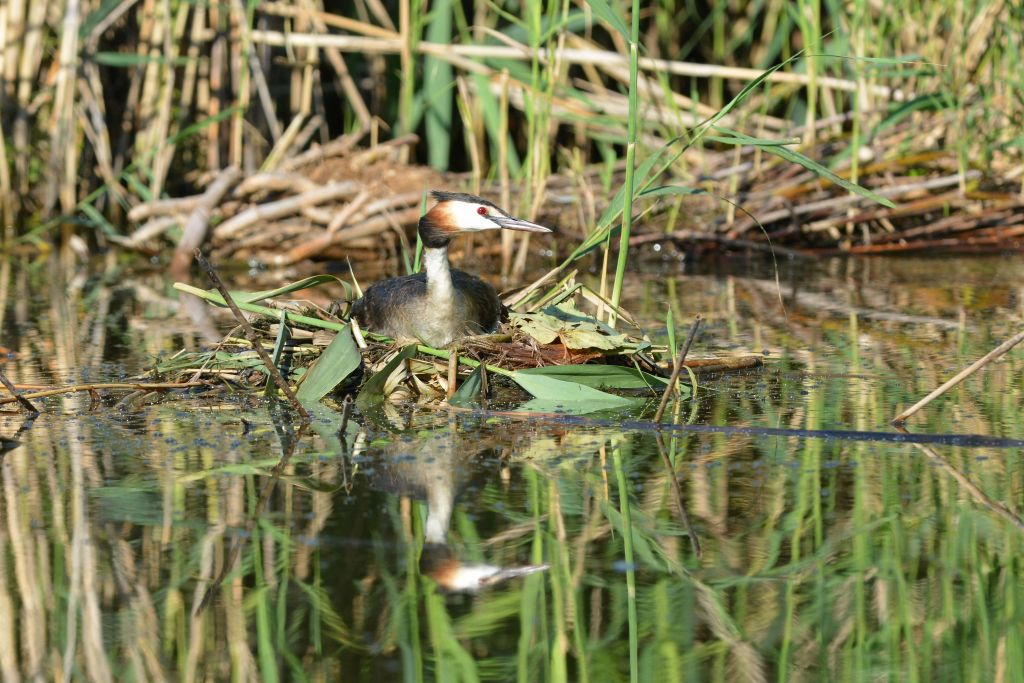 Podiceps cristatus (Linnaeus, 1758)