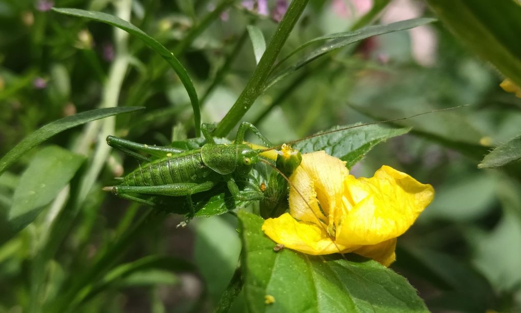 Tettigoniidae