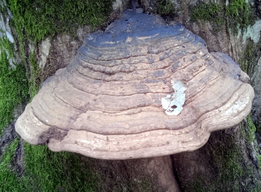 Ganoderma applanatum (Pers.) Pat.