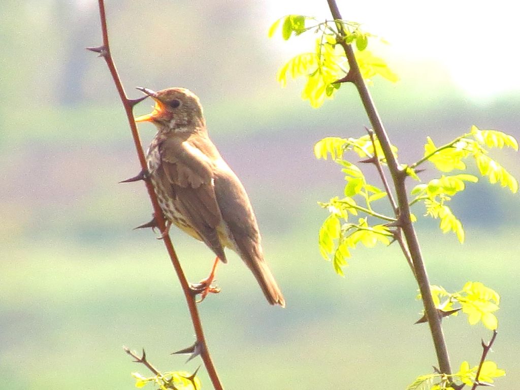 Turdus philomelos C.L.Brehm, 1831