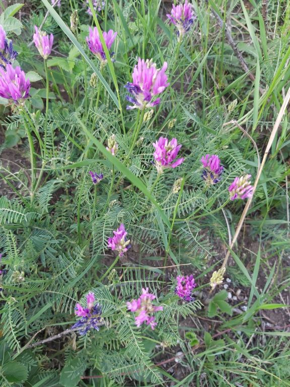 Astragalus onobrychis L.
