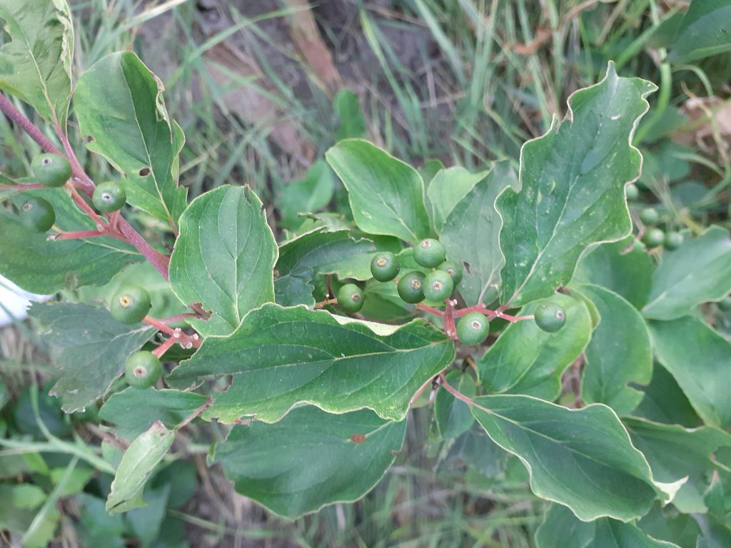 Cornus sanguinea L.