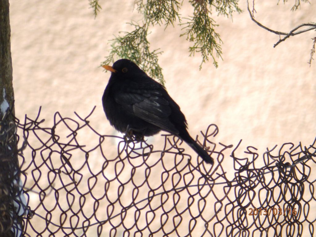 Turdus merula Linnaeus, 1758