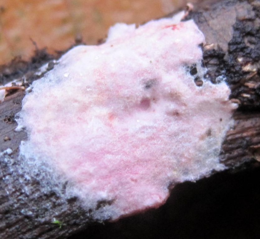 Corticiaceae
