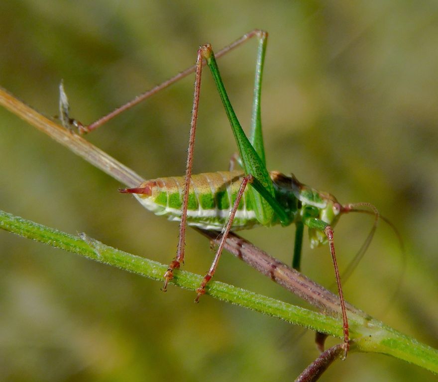 Leptophyes albovittata (Kollar, 1833)