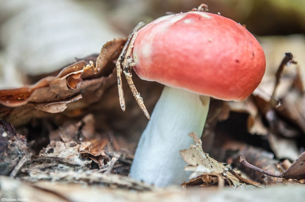 Russula