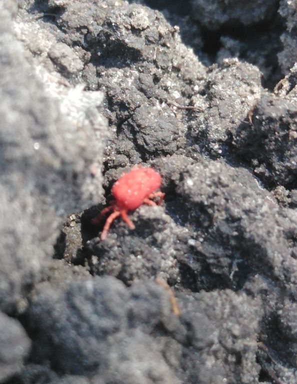 Trombidiformes