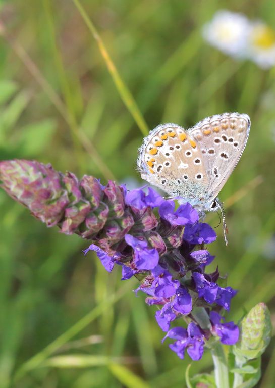 Polyommatus (Lysandra) bellargus (Rottemburg, 1775)
