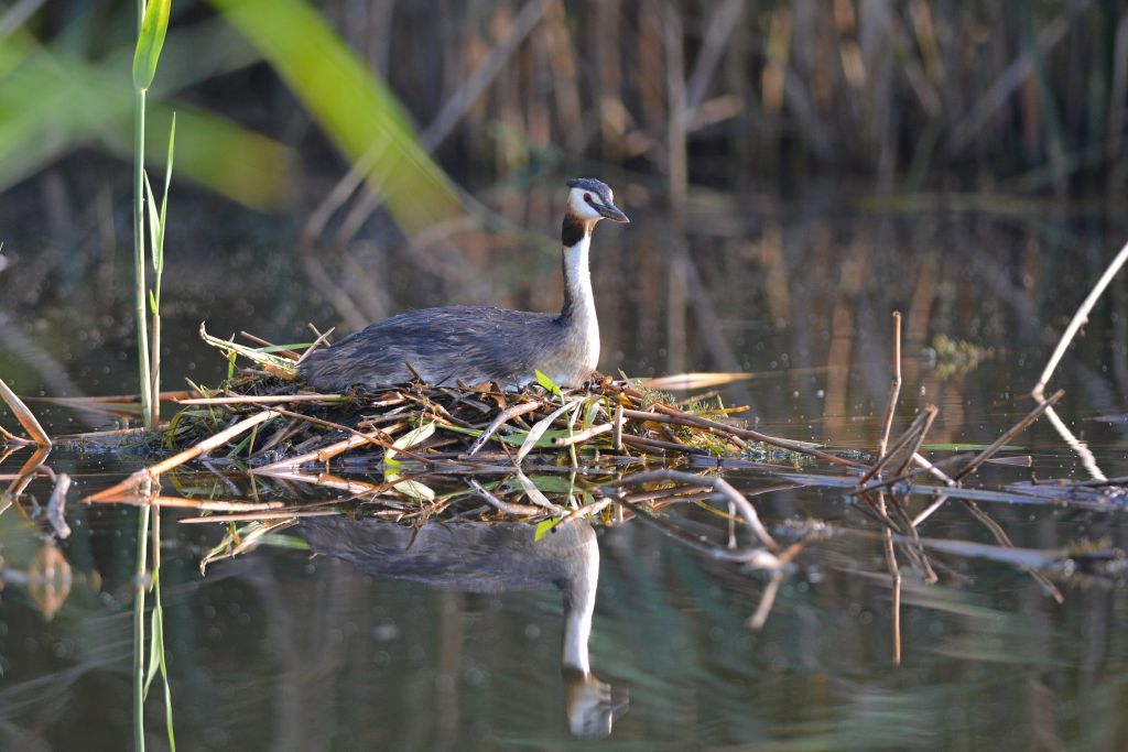 Podiceps cristatus (Linnaeus, 1758)
