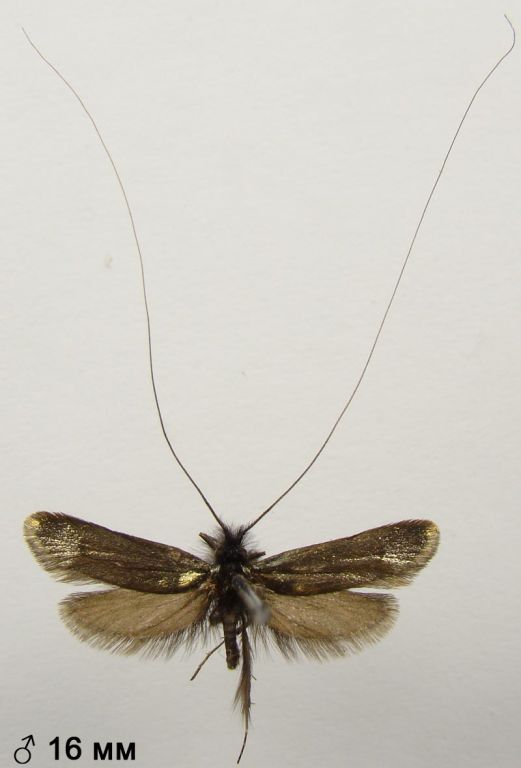 Adela reaumurella (Linnaeus, 1758)