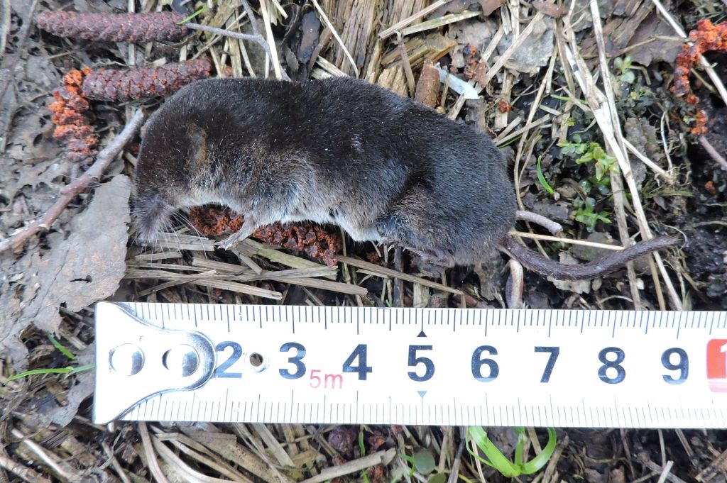 Sorex araneus Linnaeus, 1758