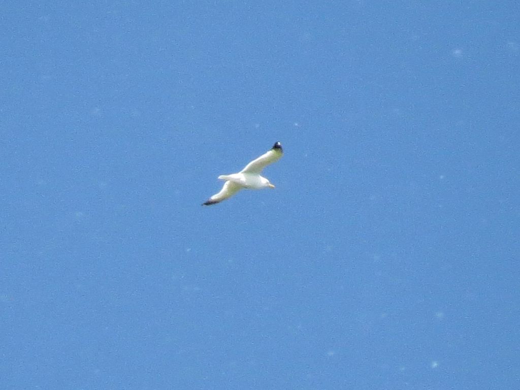 Larus cachinnans Pallas, 1811