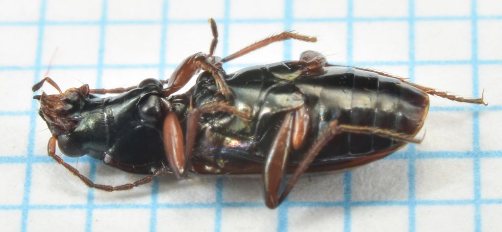 Bembidion (Eupetodromus) dentellum Thunberg, 1787