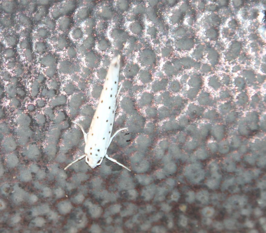 Yponomeutidae