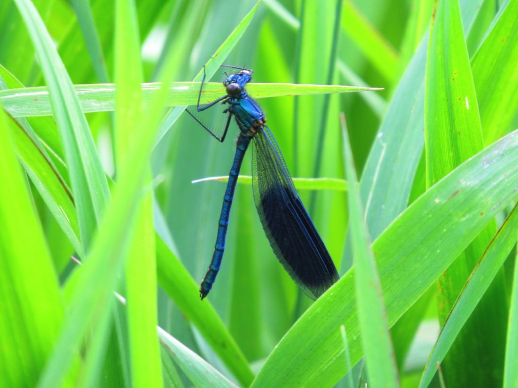 Calopteryx splendens (Harris, 1782)