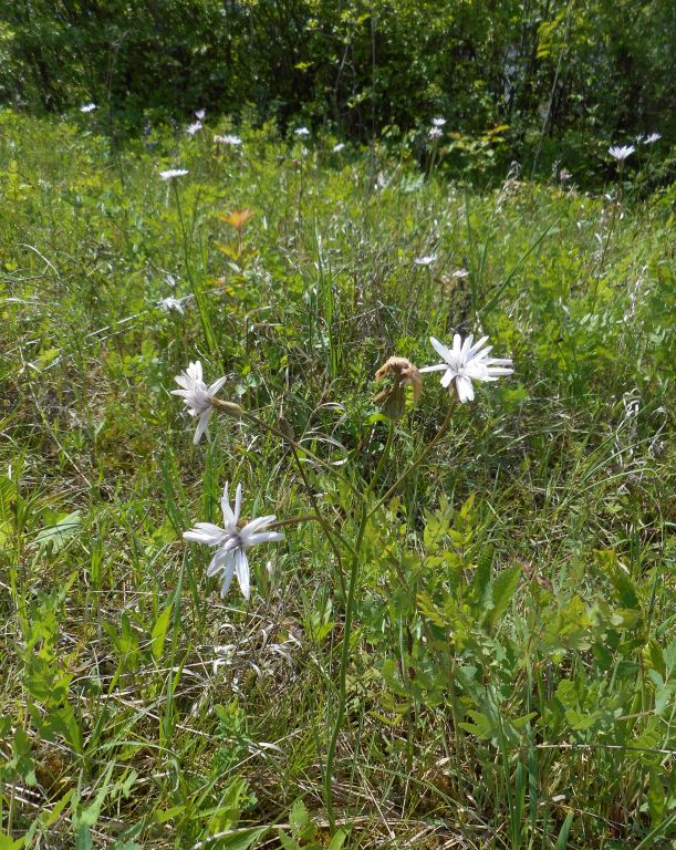 Scorzonera purpurea L.