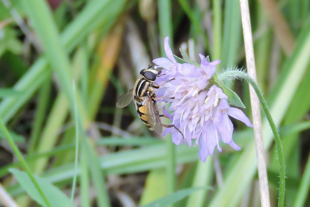 Helophilus pendulus (Linnaeus, 1758)