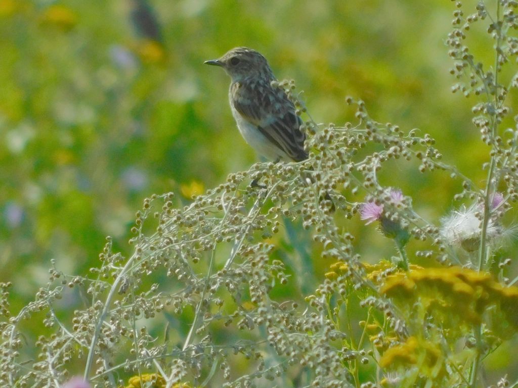 Saxicola Bechstein, 1802