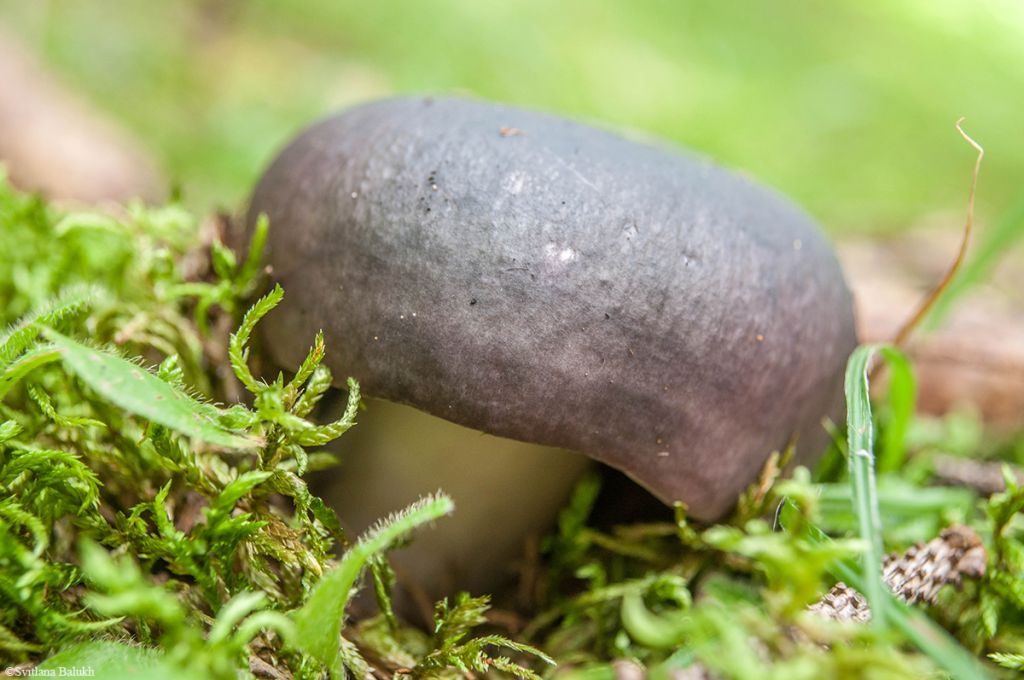 Russula
