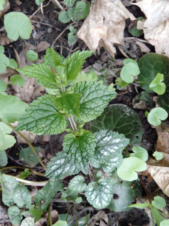 Lamium galeobdolon (L.) L.